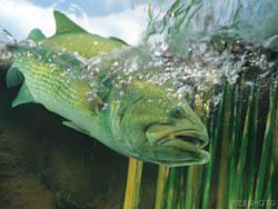 Pond and Lake Feeders